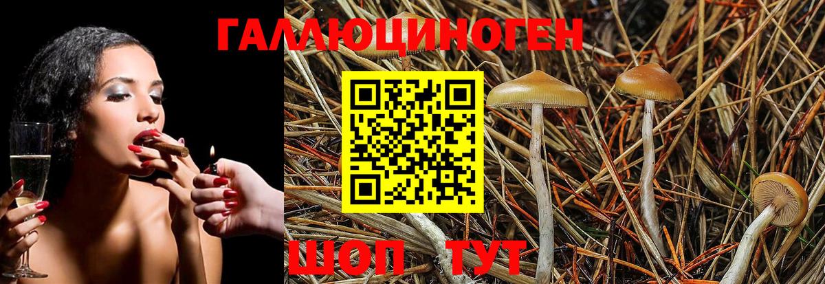 Псилоцибиновые грибы Psilocybine cubensis Нефтекамск